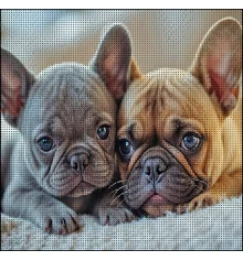 Алмазная картина Два бульдлжки 30х30 (FZ3030-03) купить в интернет магазине подарков ПраздникШоп