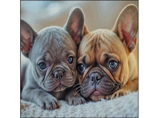 Алмазная картина Два бульдлжки 30х30 (FZ3030-03) купить в интернет магазине подарков ПраздникШоп