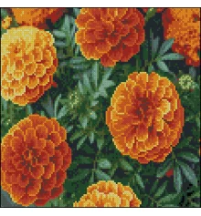 Алмазная картина Пышные бархатцы 30х30 (FZ3030-34) купить в интернет магазине подарков ПраздникШоп