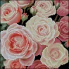 Алмазная картина Нежные розы 30х30 (FZ3030-36)