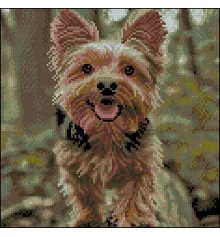 Алмазная картина Веселый йорк 30х30 (FZ3030-39) купить в интернет магазине подарков ПраздникШоп