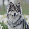 Алмазная картина Хаски в цветах 30х30 (FZ3030-44)