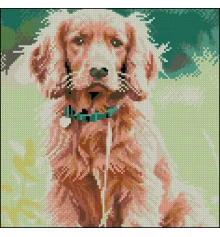 Алмазная картина Золотистый спаниель 30х30 (FZ3030-45) купить в интернет магазине подарков ПраздникШоп
