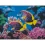 Алмазная картина Коралловые рыбки 30х40 (FZ3040-18) купить в интернет магазине подарков ПраздникШоп