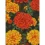 Алмазная картина Огненные бархатцы 30х40 (FZ3040-24) купить в интернет магазине подарков ПраздникШоп