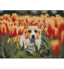 Алмазная картина Корги в тюльпанах 30х40 (FZ3040-31) купить в интернет магазине подарков ПраздникШоп
