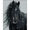 Алмазная картина Черный конь 40х50 (ZAV4050-46)