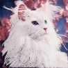 Алмазная картина Белая кошка 30х30 (YJB3030-16)