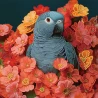 Алмазная картина Попугай среди цветов 30х30 (YJB3030-24)