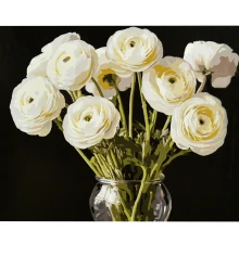 Картина по номерам Белые ранункулюсы на черном фоне 40х50 (AH1301) купить в интернет магазине подарков ПраздникШоп