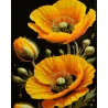 Картина по номерам Солнечные маки на черном фоне 40х50 (AH1311)