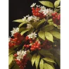 Картина по номерам Калиновая ветвь 30х40 (SS-1325)