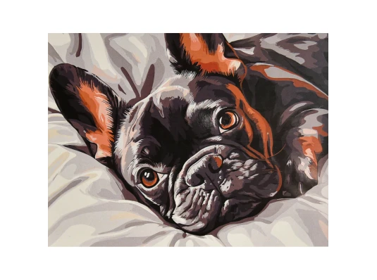 Картина по номерам Сонный бульдог 30х40 (SS-1329) купить в интернет магазине подарков ПраздникШоп