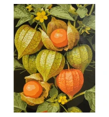 Картина по номерам Солнечная физалис 30х40 (SS-1367) купить в интернет магазине подарков ПраздникШоп