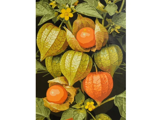 Картина по номерам Солнечная физалис 30х40 (SS-1367) купить в интернет магазине подарков ПраздникШоп