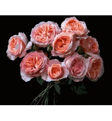 Картина по номерам Розовые цветы на черном фоне 40Х50 (AH1256) купить в интернет магазине подарков ПраздникШоп