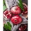Картина по номерам ПРЕМИУМ Гранатовый вкус с лаком 40х50 см (SY6730)