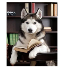 Алмазная мозаика ПРЕМИУМ Хаски с книгой размером 30х40 см (HEG85020) купить в интернет магазине подарков ПраздникШоп