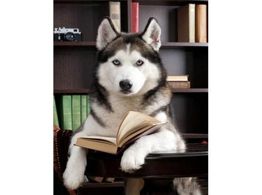Алмазная мозаика ПРЕМИУМ Хаски с книгой размером 30х40 см (HEG85020) купить в интернет магазине подарков ПраздникШоп