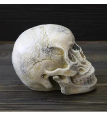 Череп копилка M 13779 (бежевый) купить в интернет магазине подарков ПраздникШоп