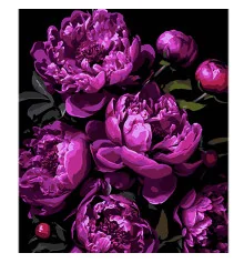 Картина по номерам Магия фиолетовых пионов на черном фоне размером 40х50 см (AH1134) купить в интернет магазине подарков ПраздникШоп