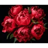Картина за номерами ПРЕМІУМ Яскраві півонії на чорному фоні розміром 40х50 см (AH1215-11)