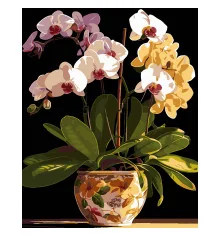 Картина по номерам ПРЕМИУМ Горшок орхидей на черном фоне размером 40х50 см (AH1198) купить в интернет магазине подарков ПраздникШоп