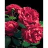 Картина по номерам ПРЕМИУМ Розы на черном фоне размером 40х50 см (AH1187-18)