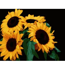 Картина по номерам ПРЕМИУМ Яркие подсолнухи на черном фоне размером 40х50 см (AH1185-13) купить в интернет магазине подарков ПраздникШоп