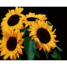 Картина по номерам ПРЕМИУМ Яркие подсолнухи на черном фоне размером 40х50 см (AH1185-13)