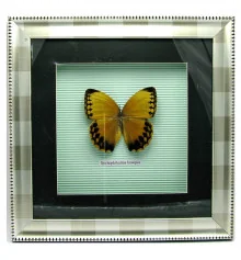 Бабочка в рамке (30×30 см) купить в интернет магазине подарков ПраздникШоп