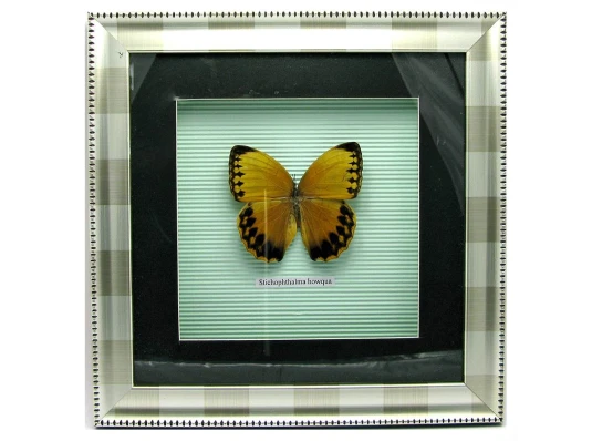 Бабочка в рамке (30×30 см) купить в интернет магазине подарков ПраздникШоп