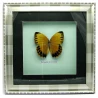 Метелик в рамці (30×30 см)