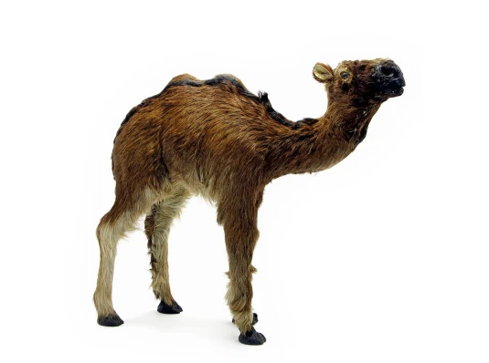 Верблюд (из кожи и меха) (12") (32×30×8 см) купить в интернет магазине подарков ПраздникШоп