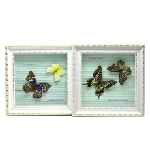 Бабочки в рамке (21×21×3 см) купить в интернет магазине подарков ПраздникШоп