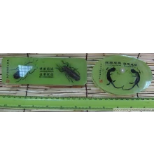 Насекомое в зеленом стекле купить в интернет магазине подарков ПраздникШоп