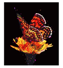 Картина по номерам Огненная бабочка на цвете на черном фоне размером 40х50 см (AH1098) купить в интернет магазине подарков ПраздникШоп