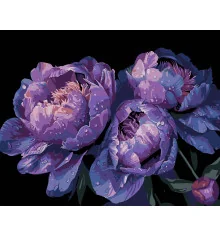 Картина по номерам ПРЕМИУМ Цвет сумерек на черном фоне размером 40х50 см (AH1157) купить в интернет магазине подарков ПраздникШоп