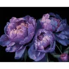 Картина за номерами ПРЕМІУМ Цвіт сутінків на чорному фоні розміром 40х50 см (AH1157)