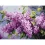 Картина по номерам Сиреневое цветение  30Х40 (SS-1272) купить в интернет магазине подарков ПраздникШоп