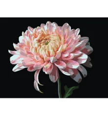 Картина по номерам Розовая хризантема на черном фоне 30Х40 (FH-23) купить в интернет магазине подарков ПраздникШоп