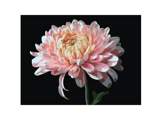 Картина по номерам Розовая хризантема на черном фоне 30Х40 (FH-23) купить в интернет магазине подарков ПраздникШоп
