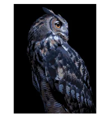Картина по номерам Ночная сова на черном фоне 30Х40 (FH-24) купить в интернет магазине подарков ПраздникШоп