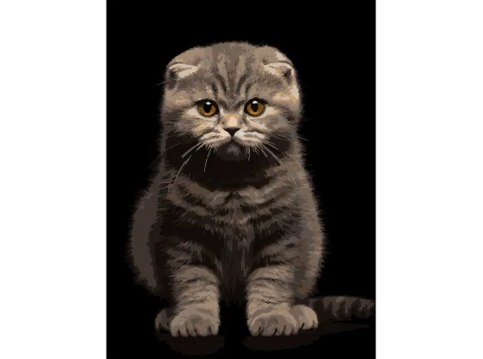 Картина по номерам Серый котенок на черном фоне 30Х40 (FH-25) купить в интернет магазине подарков ПраздникШоп