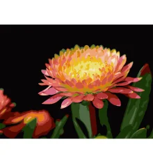 Картина по номерам Цветок герберы на черном фоне 30Х40 (FH-28) купить в интернет магазине подарков ПраздникШоп