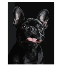 Картина по номерам Французский черный бульдог на черном фоне 30Х40 (FH-32) купить в интернет магазине подарков ПраздникШоп