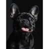 Картина за номерами Французький чорний бульдог на чорному фоні 30Х40 (FH-32)