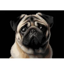Картина по номерам Мопс на черном фоне 30Х40 (FH-34) купить в интернет магазине подарков ПраздникШоп