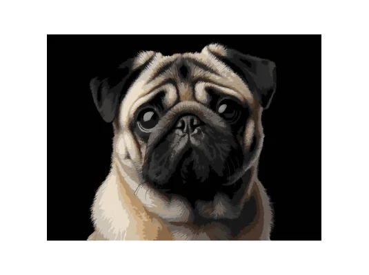 Картина по номерам Мопс на черном фоне 30Х40 (FH-34) купить в интернет магазине подарков ПраздникШоп