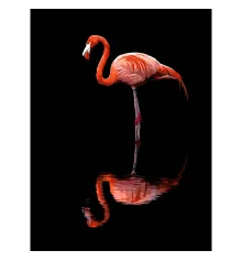 Картина по номерам Фламинго на черном фоне 30Х40 (FH-36) купить в интернет магазине подарков ПраздникШоп